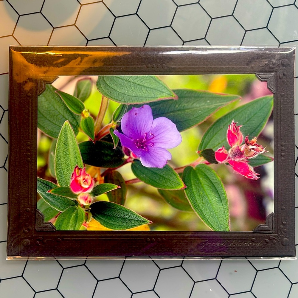 NWT  -Single Princess Flower W/ Buds 4x6 Photo 5×7 Notecard By Jack E. Stiddard